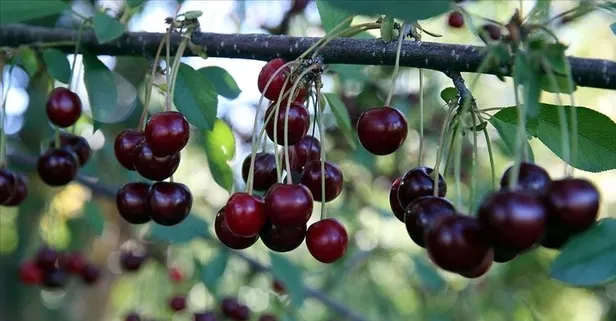 Bir avuç vişne diyabeti önle