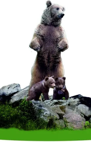 CHP'li Bolu Belediyesi 'ayı heykeli' dedi vatandaş tepki gösterdi!