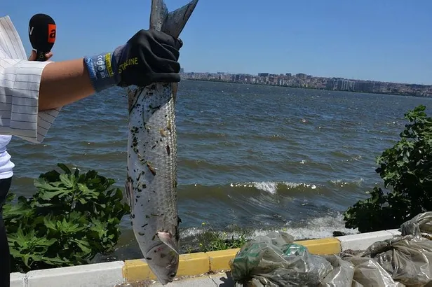 Küçükçekmece Gölü'ndeki balık ölümleriyle ilgili flaş açıklama: Bakanlık inceleme başlattı-1