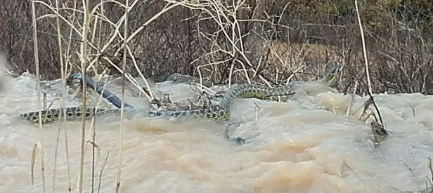 Manisa'da görüntülendi! Boyu en az 4 metre...