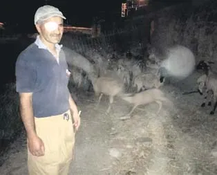 Çobana aşk tuzağı