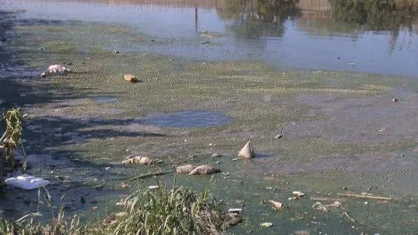 Son dakika: İstanbul Yeşilköy'de vatandaşı isyan ettiren görüntü: Dere çöp ve pislikle kaplandı-3