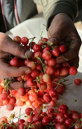 Sezonun ilk kirazı 250 TL