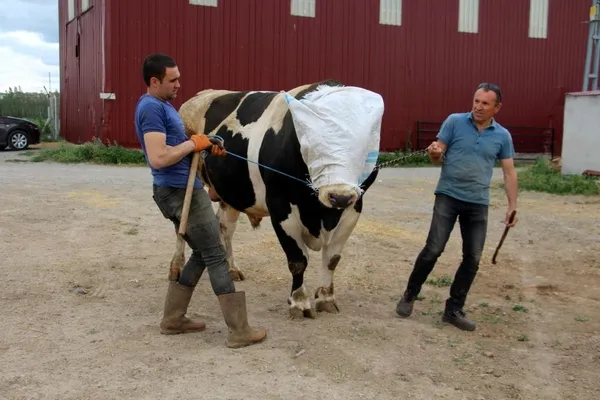 72-bin-500-liraya-satildi-dev-tosun-1-ton-220-kilogram-agirliginda-1656315871266.jpg 72 bin 500 liraya satıldı! Dev tosun 1 ton 220 kilogram ağırlığında-9
