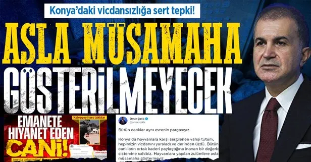 Konya’daki skandal görüntüler infial yaratmıştı! AK Parti Sözcüsü Ömer Çelik: Hayvanlara yapılan zulümlere asla müsamaha göstermeyiz