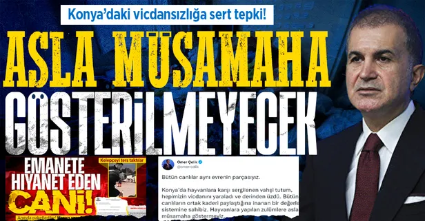 Konya'daki skandal görüntüler infial yaratmıştı! AK Parti Sözcüsü Ömer Çelik: Hayvanlara yapılan zulümlere asla müsamaha göstermeyiz