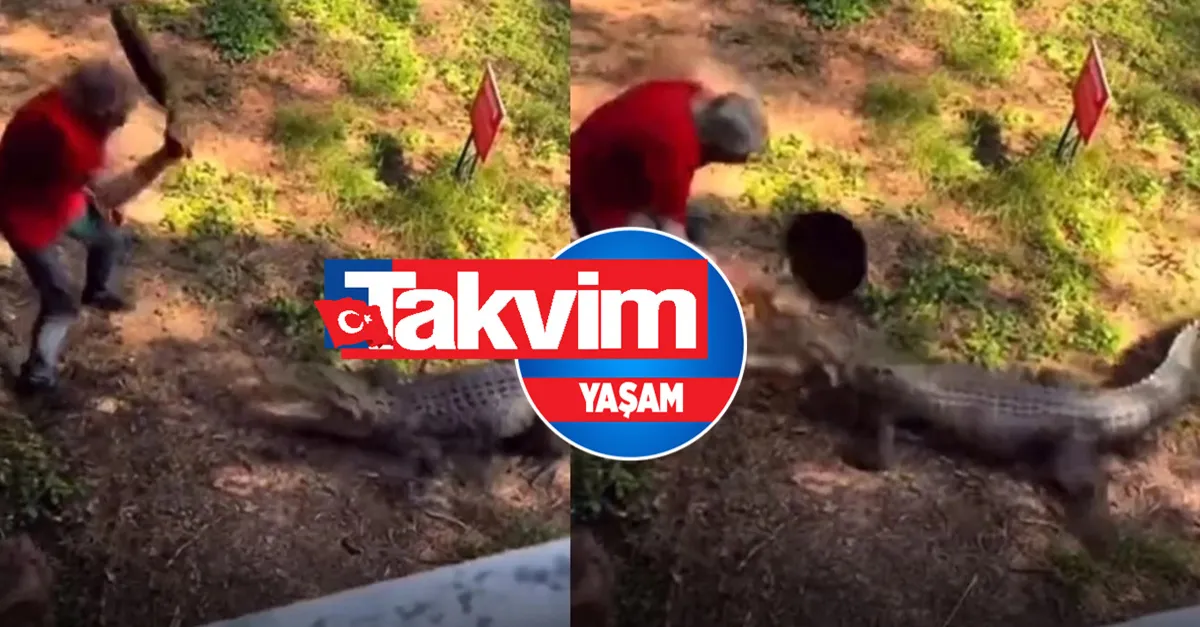Aç timsaha yem olmaktan son anda kurtuldu! Yaşlı adam tavayla koca ağızlı timsahı işte böyle geri püskürttü! İşte dehşete düşüren o görüntüler