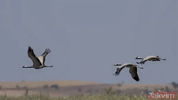 Türkiye'de 17 yıl sonra bir ilk! Telli turnalar yuva kurdu - 1