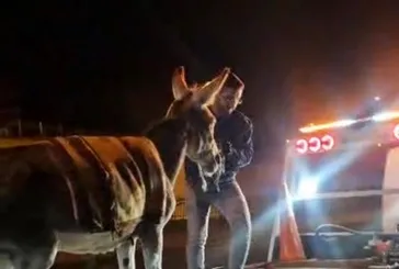 Protokol Yolu’nda eşek mesaisi! Her yerde aradı yediemin otoparkında buldu