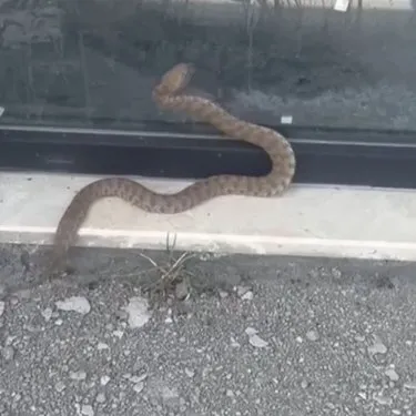 Türkiye’nin en zehirlilerinden! 2 metrelik koca engerek yılanı o ilimizde ortaya çıktı