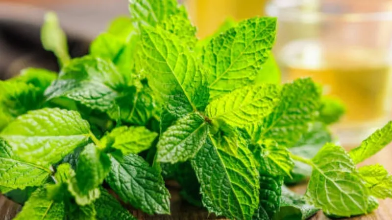 iftardan-sonra-mide-siskinligine-son-ibn-i-sinadan-sindirimi-rahatlatan-2-mucize-besin-1771587088006.jpg İftardan sonra mide şişkinliğine son! İbn-i Sina’dan sindirimi rahatlatan 2 mucize besin-6