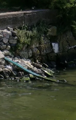 Son dakika: Bir bir yok oluyorlar! İstanbul'da yürekleri sızlatan manzara...
