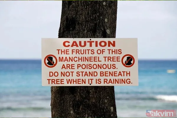 Dünyanın en tehlikeli ağacı! Dallarının altında durmak bile öldürebilir - 4