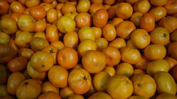 turkiyenin-mandalina-ihracati-yuzde-47-artarak-174-milyon-dolara-yukseldi-1605860432854.jpg