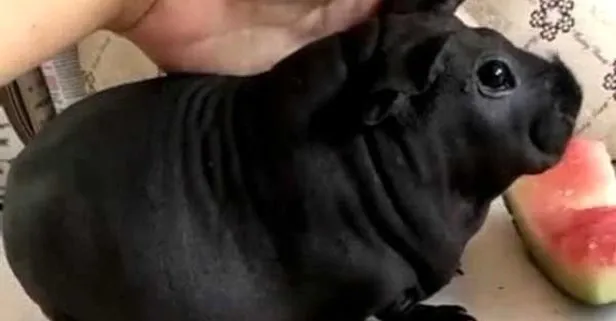 amatour milf porn