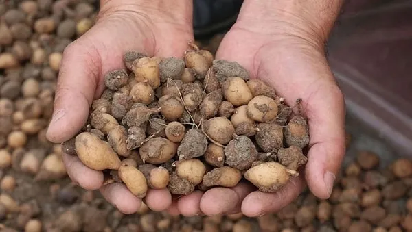 cocukken-yaylada-gorup-bahcesine-ekmisti-simdi-1-donumden-200000-tl-kazaniyor-1730801127641.jpg (Takvim Foto Arşiv)