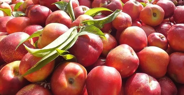 Nektarinin faydaları saymakla bitmiyor