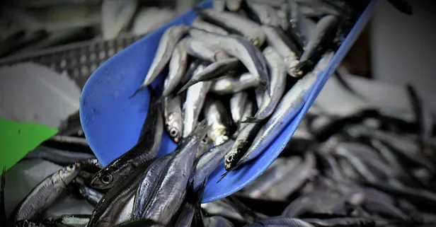 Hamsi bolluğu fiyatları düşürdü! Esnafın ve vatandaşın yüzü gülüyor