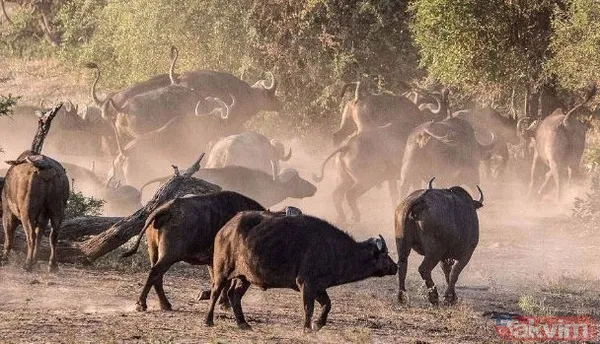 Ava giderken avlandı! Bir anda bufaloların arasında kalan aslanın zor anları (Aslan - Bufalo kavgası) - 12