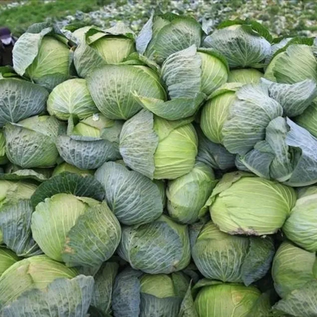 Karaciğere lahana
