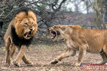 Dişi aslanlar erkek aslana böyle saldırdı! İnanılmaz anlar...