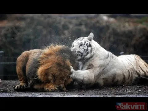 Aslan ve kaplanın (kavgası) karşılaşması hayrete düşürdü! - 1