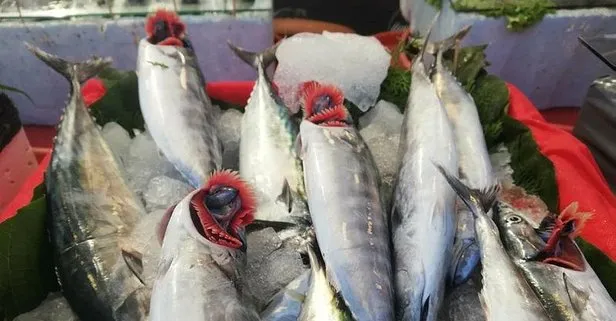 Balıkçıların gözdesi palamut mezatta 10 liradan alıcı buldu