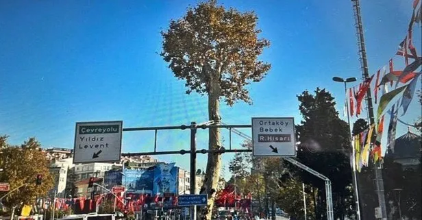 CHP’li İBB Beşiktaş’taki 150 yıllık anıt çınarı sessiz sedasız ortadan kaldırdı