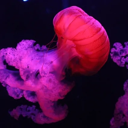 Tam 10 metre! Okyanusun devasa omurgasız avcısı: Suyun yüzeyine çıkınca sıvıya dönüşüyor