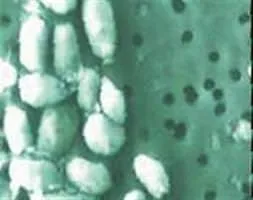 Dünya dışı hayat bulundu