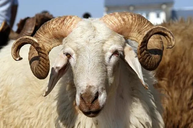 Kurban Bayramı ne zaman 2020? Hangi güne denk geliyor?