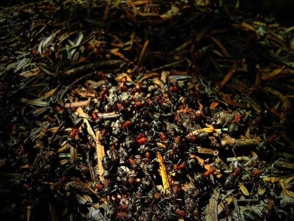 ormanlarin-kene-savascisi-kirmizi-orman-karincalarinin-dev-yuvalari-1622879544437.jpg Ormanların kene savaşçısı! Kırmızı orman karıncalarının dev yuvaları-7