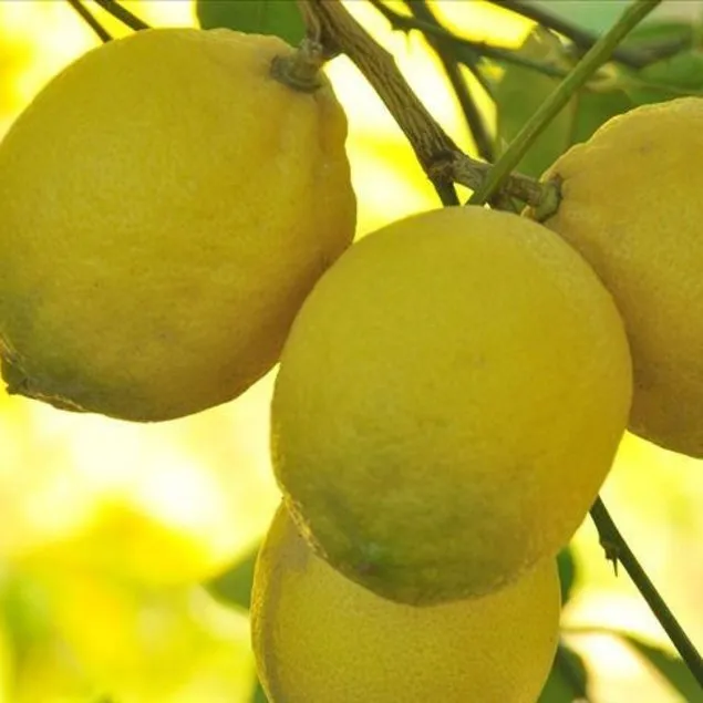 Kalbimiz limonda