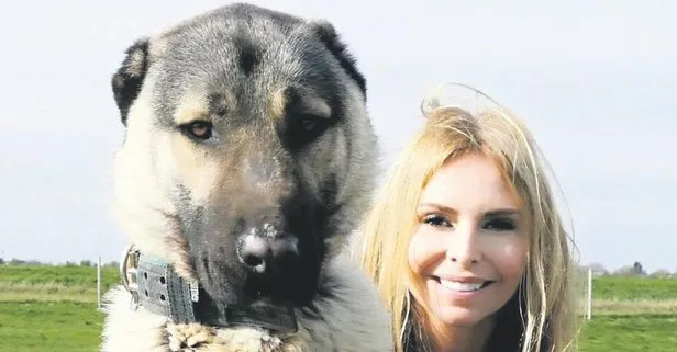 Youtube kanalı Animal Watch Sivas Kangal köpeklerini Ferarri’ye benzetti
