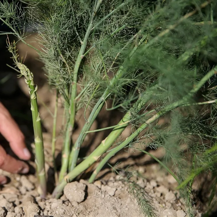 Romatizmaya kuşkonmaz