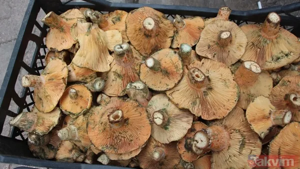 Yağmurla ortaya çıktı kilosu 500 TL’ye satışta! Köylünün altın değerindeki geçim kaynağı şifa saçıyor - 2