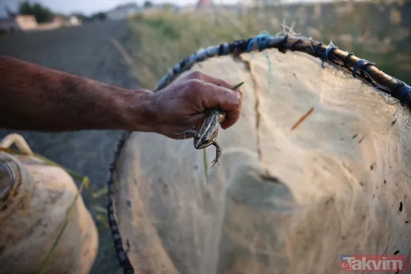 Günlük 900 lira kazanıyorlar! Türkiye'nin birçok ilinden toplanan kurbağalar Avrupa'ya ihraç ediliyor - 18