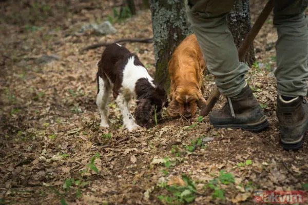 Köpekler buluyor! KİLOSU 72 BİN TL! Siz de toplayıp para kazanabilirsiniz! Türkiye'de 225 kilo bulunuyor! - 8