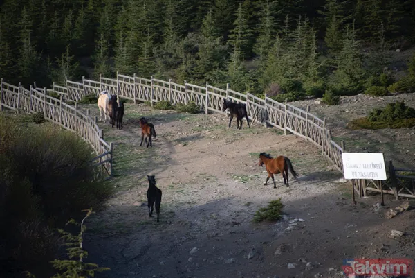 Manisa'da Spil Dağı Milli Parkı'nda muhteşem manzaralar - 4