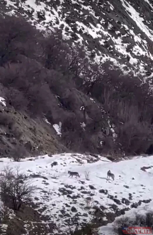Erzincan'da dağ keçilerini takip eden kurt sürüsü görüntülendi - 6