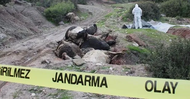 Şoke eden görüntü! Jandarma harekete geçti