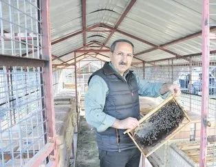 Balcı isyanda