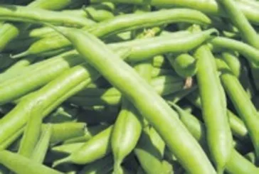 Yeşil fasulye kalbi koruyor