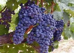 Üzüm çekirdeği vitamin deposu