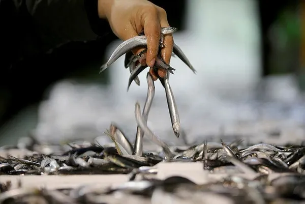 igneadada-hamsi-bereketi-balikcinin-yuzunu-guldurdu-balik-bollugu-fiyatlara-da-yansiyacak-1611085810143.jpeg İğneada'da hamsi bereketi balıkçının yüzünü güldürdü: Balık bolluğu fiyatlara da yansıyacak-2