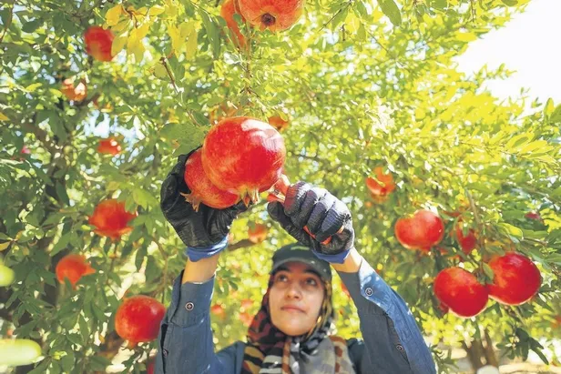 tarim-kredi-kooperatif-market-ve-urun-alim-faaliyetleriyle-tarladaki-urunu-tuketiciyle-bulusturuyor-1640544623889.jpeg Tarım kredi Kooperatif Market ve ürün alım faaliyetleriyle tarladaki ürünü tüketiciyle buluşturuyor!-14