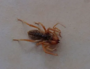 O ilde bulundu! Bu örümcek et yiyor!