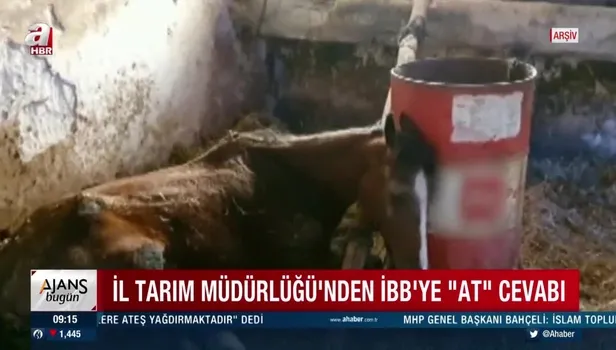 İstanbul İl Tarım ve Orman Müdürlüğü İBB Başkanı Ekrem İmamoğlu'nun 'at' açıklamalarını yalanladı!