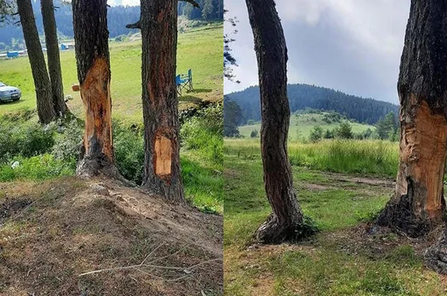 Bartın'da tepki çeken görüntü! Çam ağaçlarını yonttular