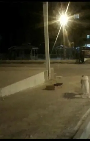 Mardin'de şoke eden saldırı! Köpekler 3 çocuğu yaraladı